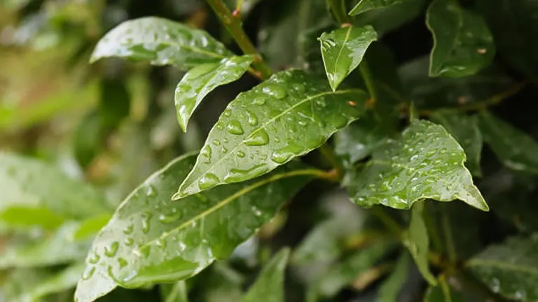 Wet bay laurel leaves with raindrops on the surface, indicating recent rainfall.