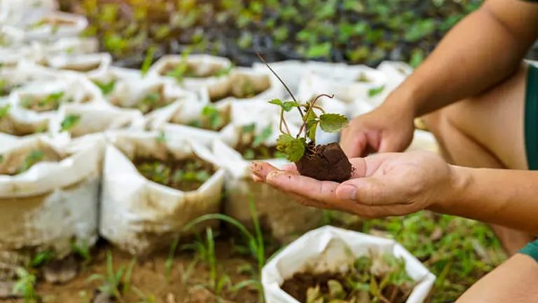 Hands holding a small strawberry plant with soil and roots intact, ready for transplanting, with white grow bags in the background.



