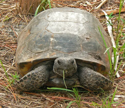 A gopher tortoise sitting on the ground.