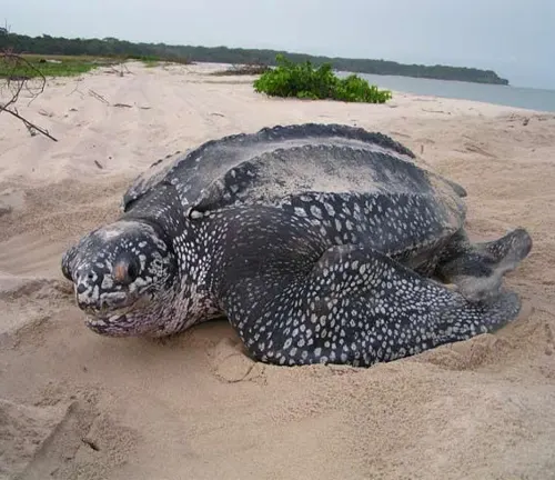 A leatherback sea turtle resting on the sandy beach.