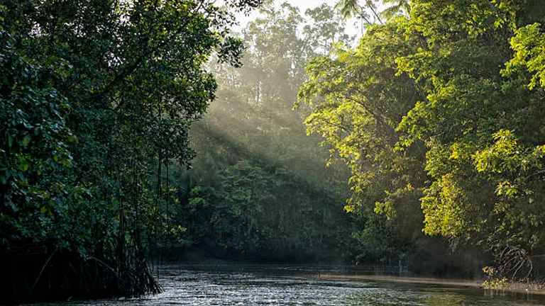 Sunlight filters through the mist, casting a serene glow over a tranquil river flanked by dense mangroves and lush tropical foliage, evoking the peaceful essence of a rainforest at dawn.