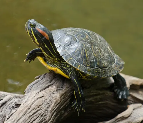 A red-eared slider turtle basking on a log.