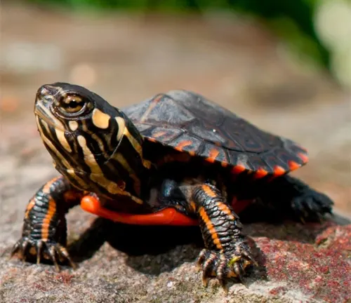 A "Painted Turtle" with red and black stripes on its back, showcasing the beauty of nature's patterns.