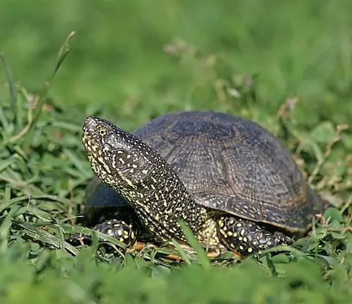 A European Pond Turtle swimming in water, with its head and legs visible.
