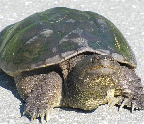 A snapping turtle resting on the ground.