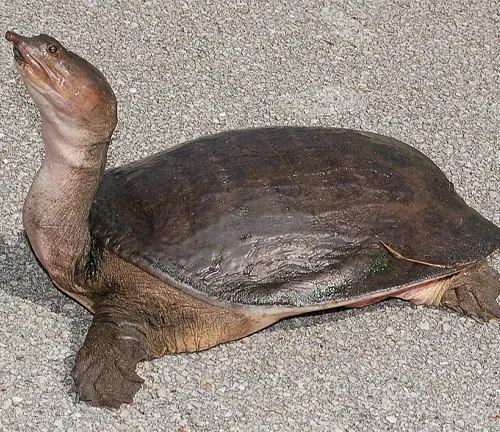 A softshell turtle with its head up on the ground.
