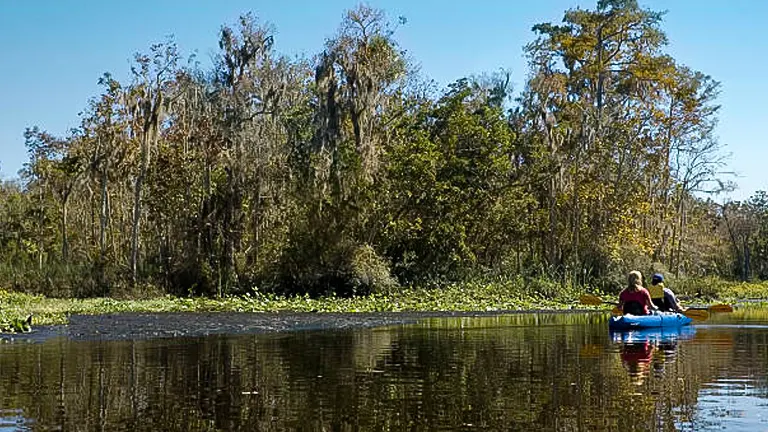 Two people kayaking in a peaceful, reflective swamp surrounded by lush, dense trees and water plants under a clear blue sky.
