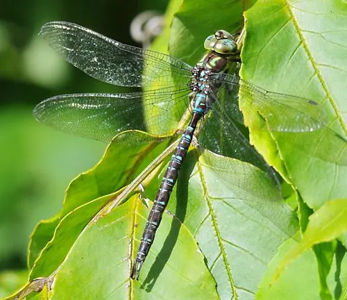 A "Darners Dragonfly" with vibrant blue wings perched on green leaves.