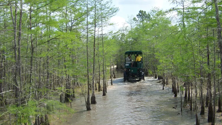 An off-road vehicle fording through a shallow water trail in a lush forest with tall, thin trees and flooded ground.

