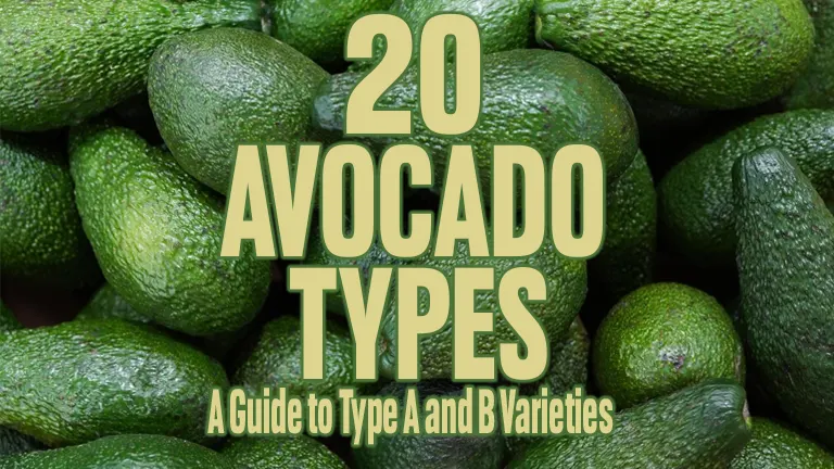 20 Avocado Types: A Guide to Type A and B Varieties