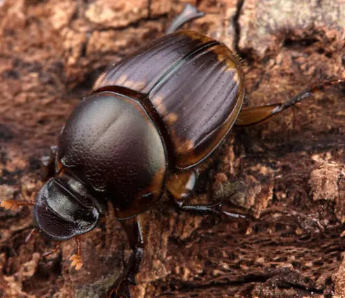 Onthophagus gazella
(Rhinoceros beetle)