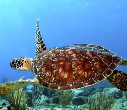 A Green Sea Turtle gracefully swimming over vibrant coral reefs in the ocean.