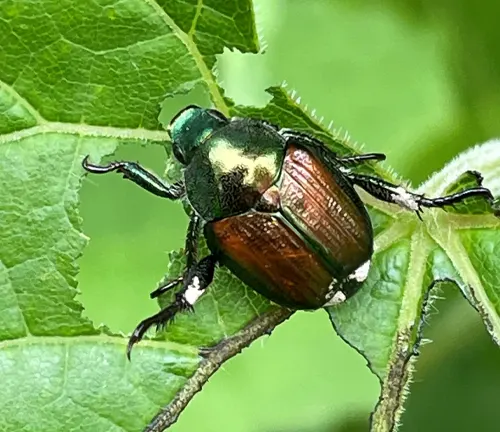 Shiny green Japanese Beetle crawling on a leaf.