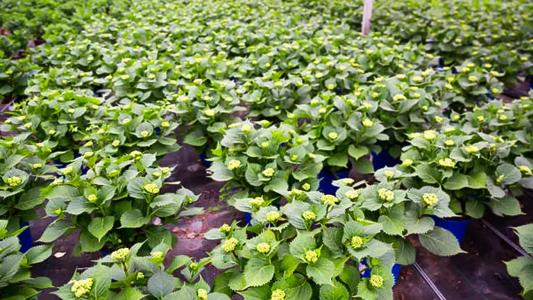 Extensive hydrangea nursery with rows of lush plants showcasing early green blossoms, prepared for future transplantation.
