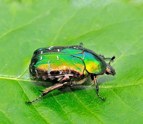 A "Rose Chafer Beetle" with a black and green body perched on a leaf.