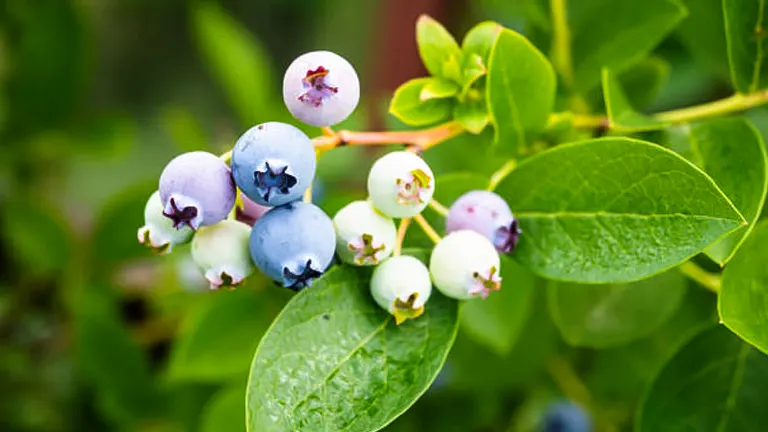 A close-up of a blueberry branch showing a cluster of berries at various stages of ripeness, from green unripe to mature blue, surrounded by vibrant green leaves.


