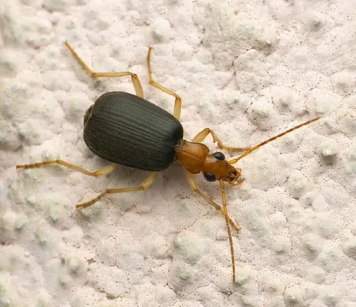 A "Bombardier Beetle" with black and brown legs on a white surface.