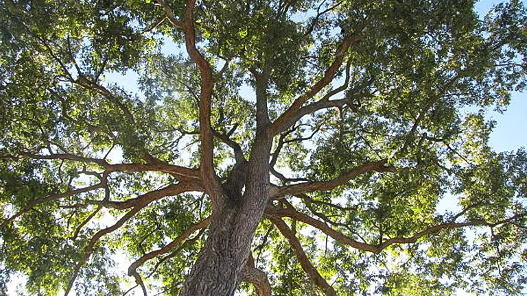 Looking up at a towering pecan tree, the image captures the impressive expanse of its branches and lush green foliage against the sky.

