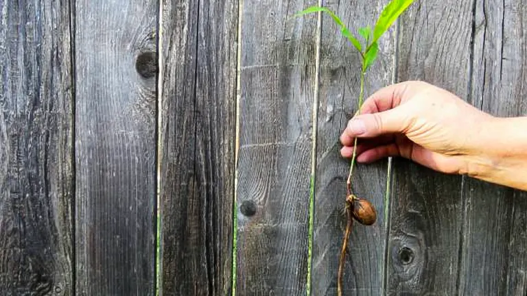 A person holding a young pecan tree sapling with a visible nut and root system in front of a weathered wooden background.