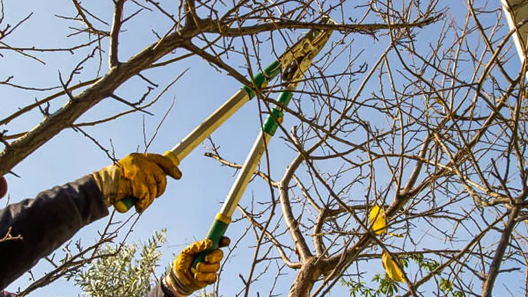 A person wearing gloves is using long-handled pruning shears to trim the branches of a tree, viewed from below against a clear sky.

