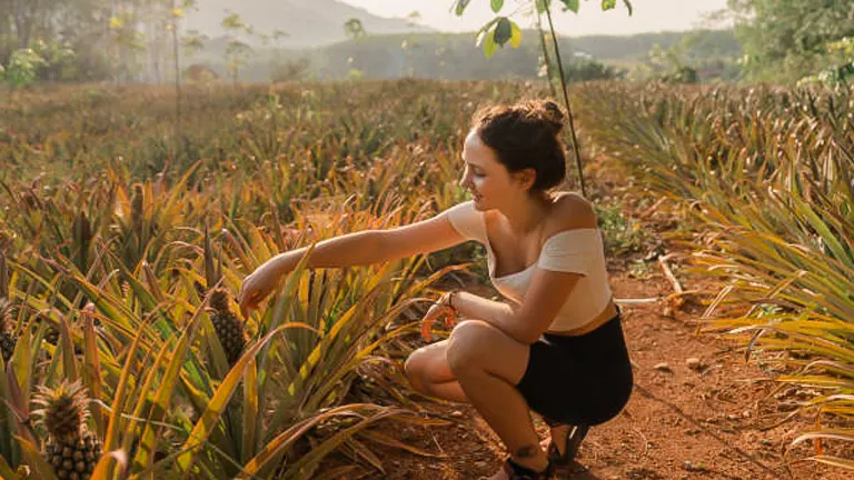A woman crouching in a pineapple field, tenderly touching the leaves of a pineapple plant as the golden hour sunlight bathes the scene.