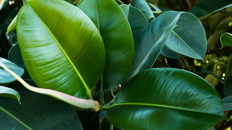 Close-up of glossy green leaves of a rubber plant, highlighting the plant's healthy and robust foliage.