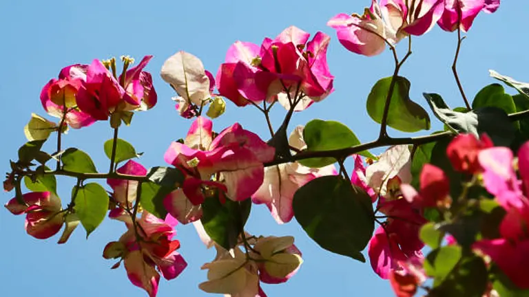 Branches of bougainvillea with a mix of vivid pink and pale pink bracts, set against a clear blue sky.