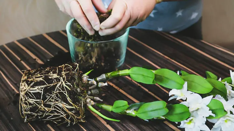 Hands repotting an orchid, with a focus on the exposed root ball and fresh potting medium, beside a stem of blooming white orchids on a wooden surface.