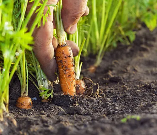 A hand pulling carrots from the soil, with fresh dirt clinging to the roots and green tops still attached, in a garden bed with rich, dark earth.
