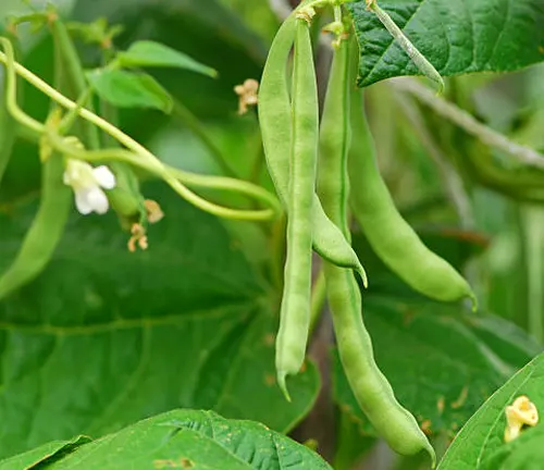 Green bean pods hanging from the plant, with leaves and white flowers in the background, ready for picking.
