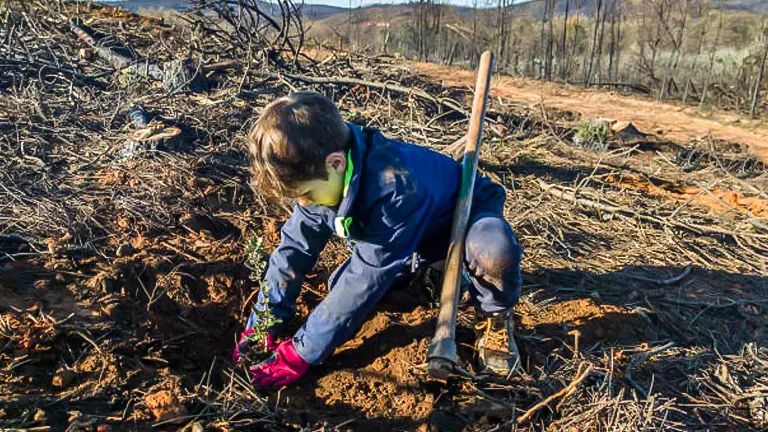 A young child diligently plants a tree in a barren landscape, with a shovel nearby, symbolizing hope and restoration in an area affected by deforestation.