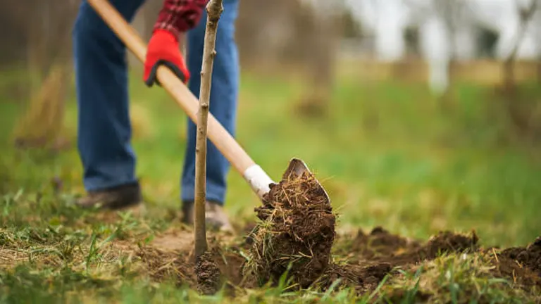 A person using a shovel to dig into the earth, lifting a clump of soil and grass, in the early stages of planting a tree.