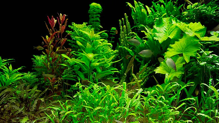 An aquarium densely planted with a variety of aquatic plants, including species with large green leaves, delicate fronds, and slender, reddish foliage, all set against a dark background.
