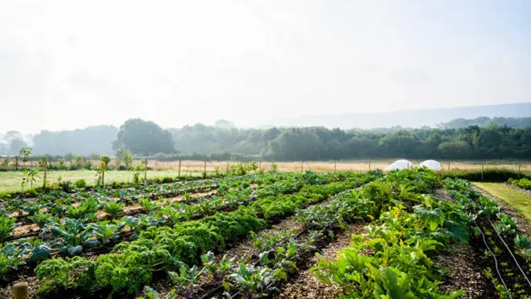 A vibrant vegetable garden with various greens and lettuces in neat rows, bathed in soft morning light with a hazy landscape in the background.