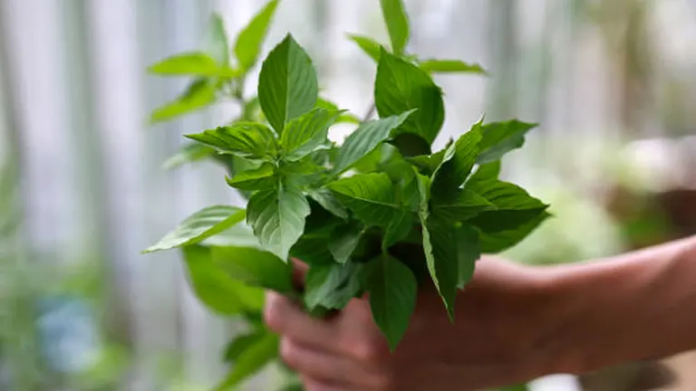 A pair of hands holding a lush bunch of green mint leaves, with a blurred background suggestive of a greenhouse or garden setting.

