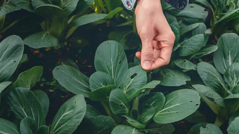 A hand is poised above a bed of healthy, broad-leafed green vegetables in a garden, ready to pick or tend to the plants.
