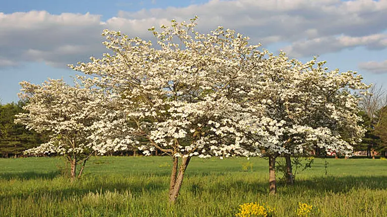 A row of dogwood trees in full bloom, their white flowers standing out against a clear blue sky with a lush green field in the foreground.