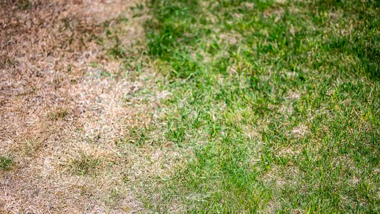 Contrast between healthy green grass and a patch of brown, dried grass showing signs of dehydration or poor lawn health.