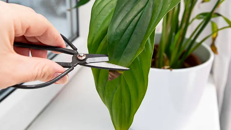 Person using scissors to trim the tip of a leaf on an indoor potted plant, showing signs of browning at the edge.
