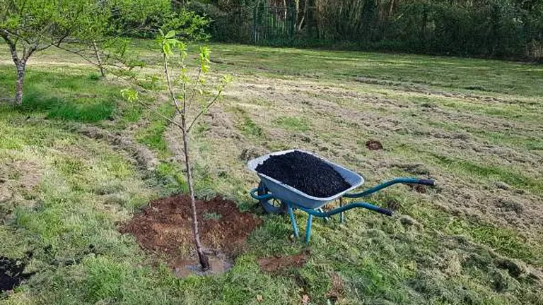 A young tree next to a dug hole in a grassy field with a wheelbarrow full of dark soil ready for planting.