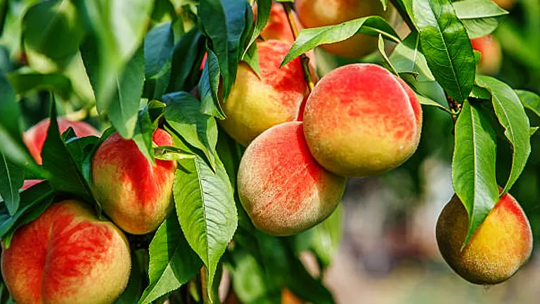 Cluster of fresh peaches with a red blush growing on a tree, surrounded by green leaves.
