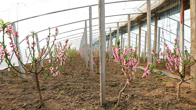 Rows of young peach trees blooming with pink flowers inside a large greenhouse, supported by wooden poles and irrigation lines.