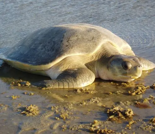 A Flatback Sea Turtle resting on the beach near the water, enjoying the serene coastal environment.
