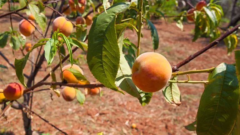 Ripe peach hanging on a branch in an orchard, with more peaches and green foliage in the background.