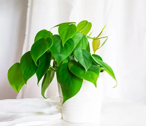 Lush green heartleaf Philodendron plant in a simple white pot on a white table against a draped curtain background.
