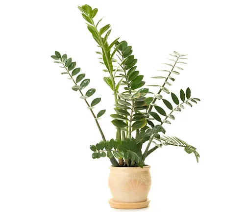 ZZ plant (Zamioculcas zamiifolia) with glossy green leaves in a decorative beige pot, isolated on a white background.