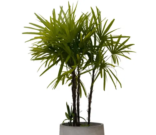 Lady palm with lush fronds in a concrete gray pot, isolated on a white background.