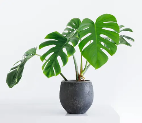 Monstera deliciosa plant with large, split leaves in a modern dark grey pot on a white surface against a white background.