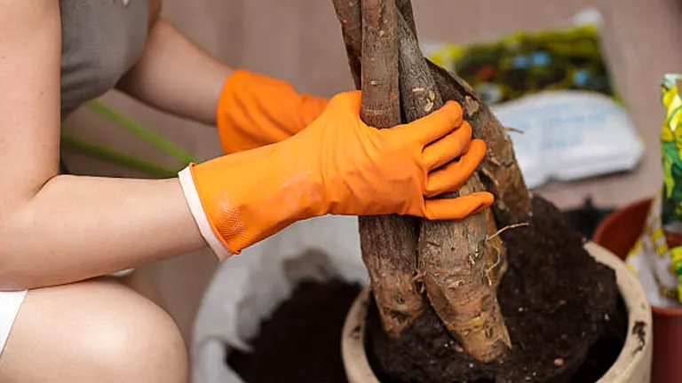 A person wearing orange gloves is repotting a plant with a thick, twisted trunk into a new pot, surrounded by soil and gardening supplies.

