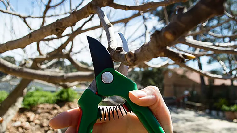 Hand holding green pruning shears about to trim a bare tree branch, with a clear sky and garden in the background.